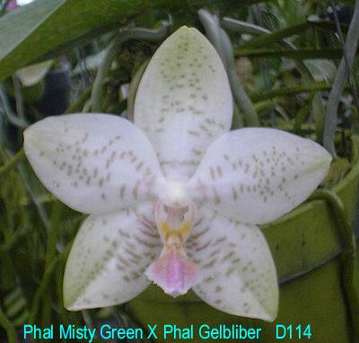 D114 Misty Green X Gelblieber