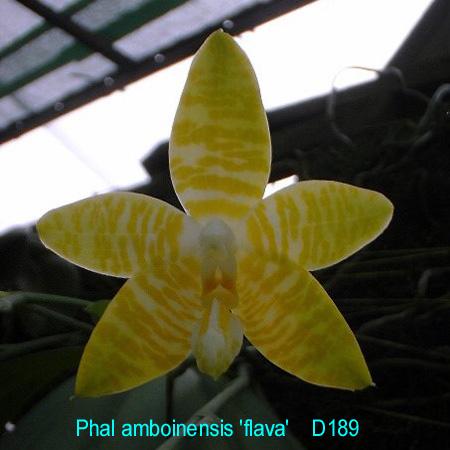 phal amboinensis flava