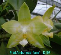 Phal Ambonosa 'flava' D197