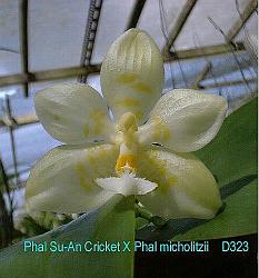 Phal Su-An Cricket X Phal micholitzii D323