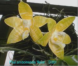 Phal amboinensis 'flava' D361