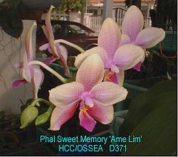 Phal Sweet Memory 'Ame Lim' D371
