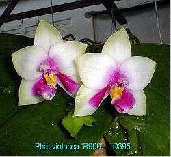 Phal violacea 'R900' D395