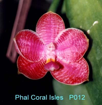 P012 Coral Isles