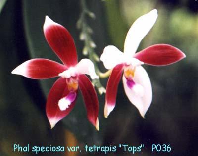 P036 speciosa var. tetraspis