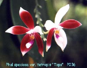 Phal speciosa var. tetraspis P036