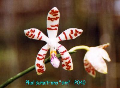 P040 sumatrana