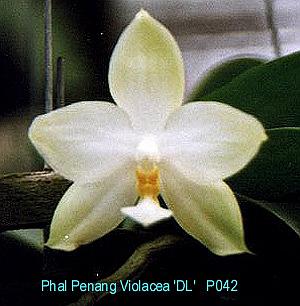 P042 Penang Violacea 'DL'