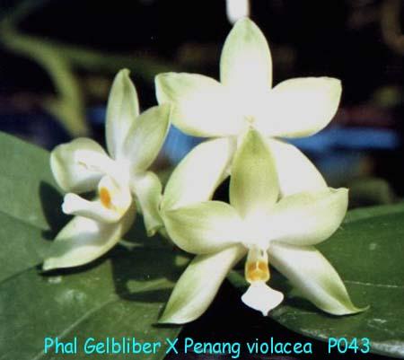 P043 GeliliberXPgviolacea
