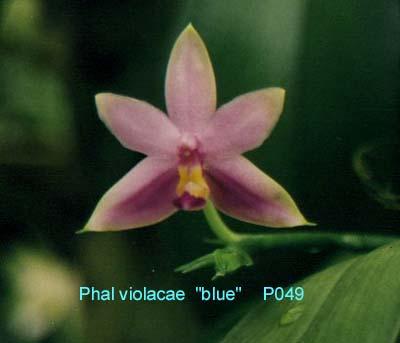 P049 violacea 'blue'