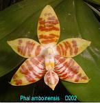 amboinensis T15D202