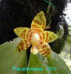 amboinensis T15D211