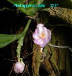 appendiculata D217 