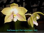 floresensis X Yellow Queen D422