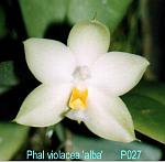 violacea 'alba' T15P027