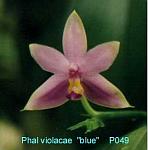 violacea 'blue' T15P049