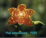 amboinensis T15P055