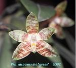 amboinensis 'green' T15S092