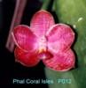 P012 Coral Isle